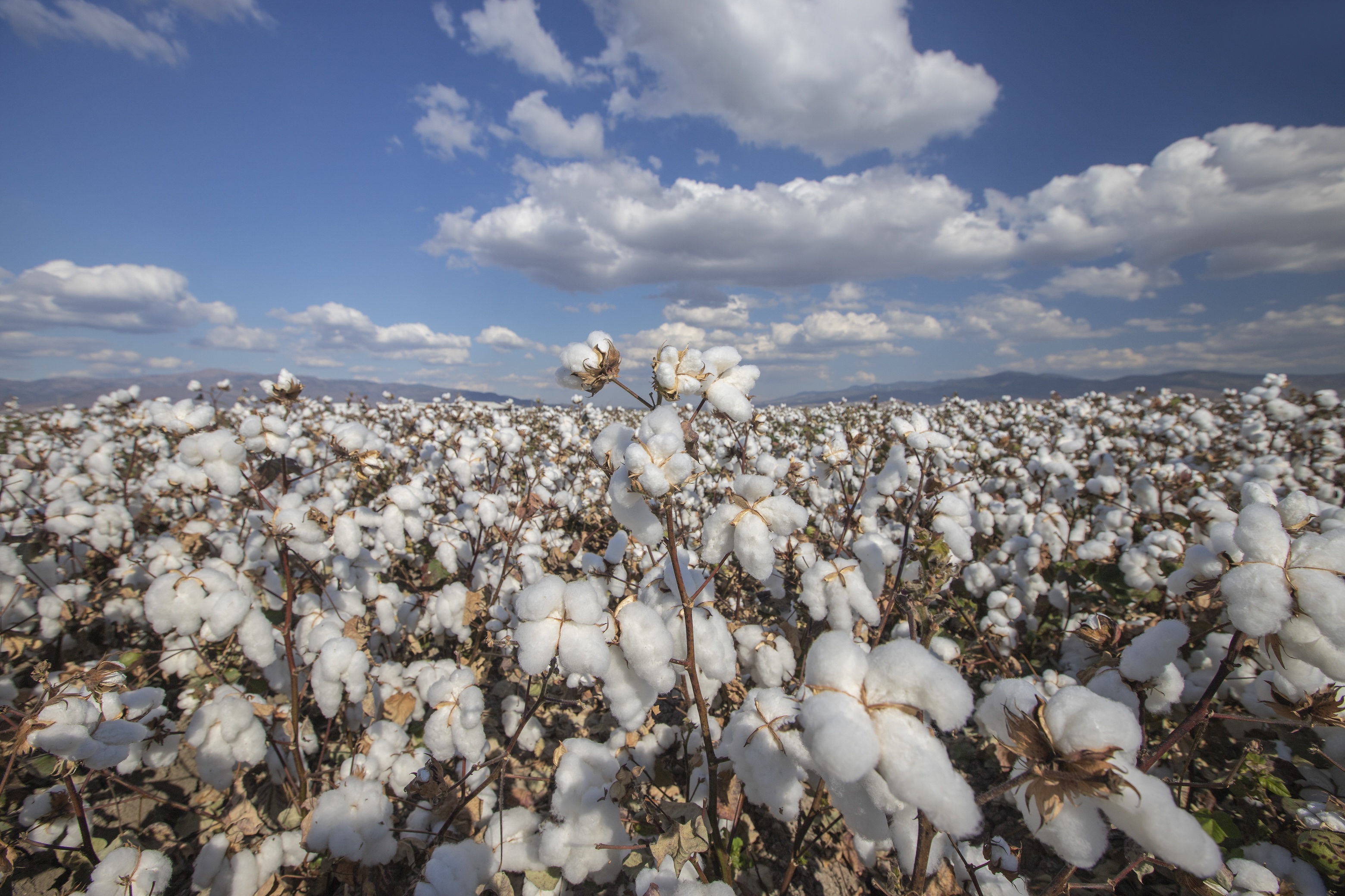 Brief introduction to GOTS Certification